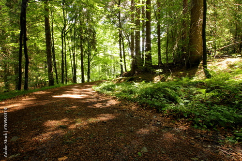 Waldweg im Biosph  renreservat Vessertal