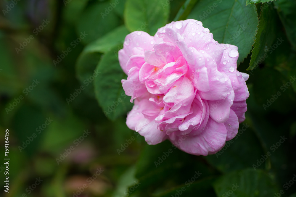 Pink rose flower with water droplets after the rain in the garden