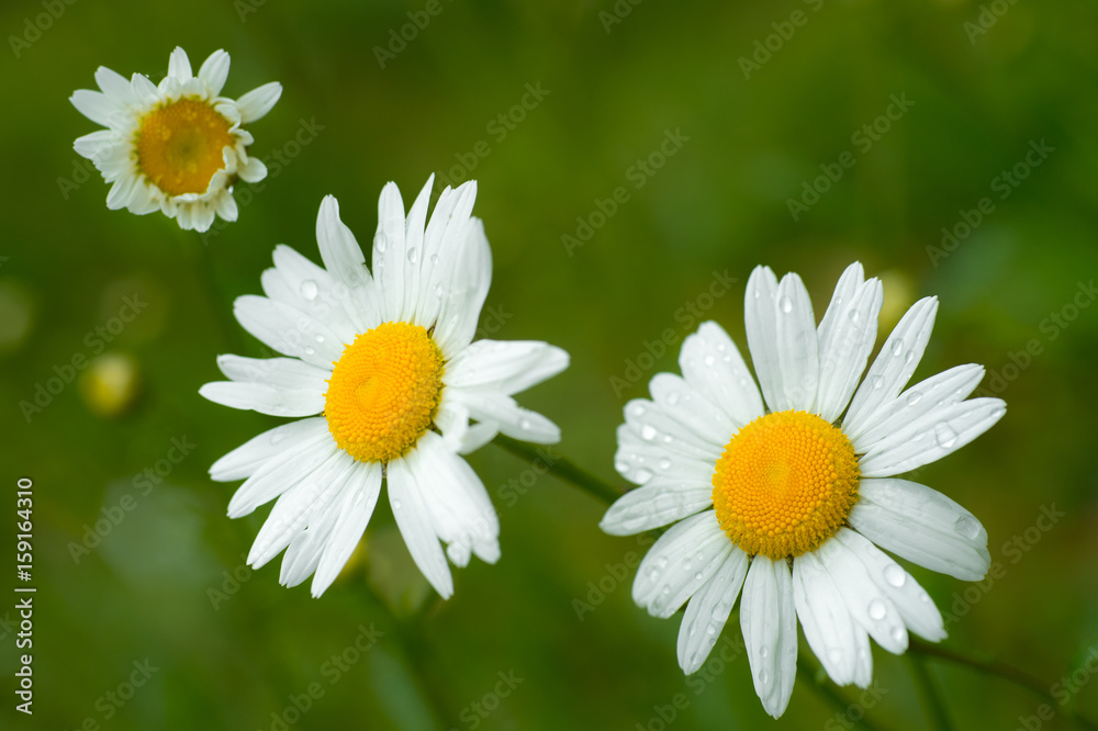 Chamomile or camomile flowers with drops of water on natural green background Chamomile or camomile flowers with drops of water on natural green background