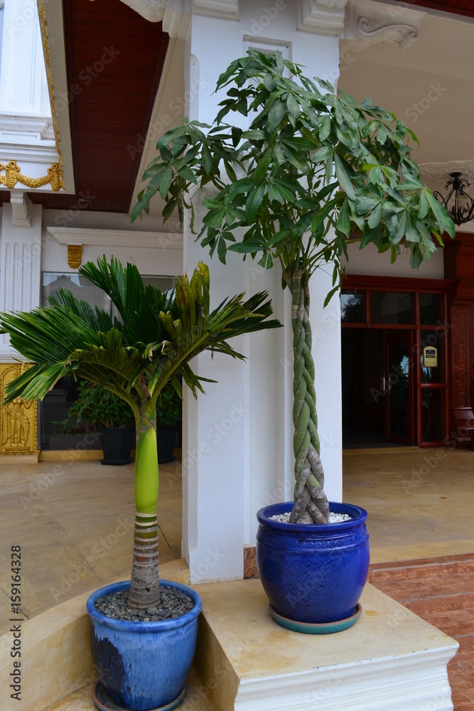 Two ornamental plants near the entrance to the building. Cambodia