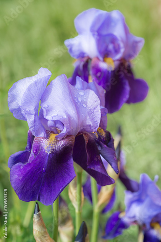 Fototapeta Naklejka Na Ścianę i Meble -  Close up of purple iris flowers with water drops