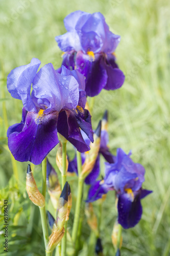 Fototapeta Naklejka Na Ścianę i Meble -  wet iris flower with rain drops on leafs