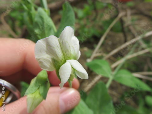 Fiore del pisello photo