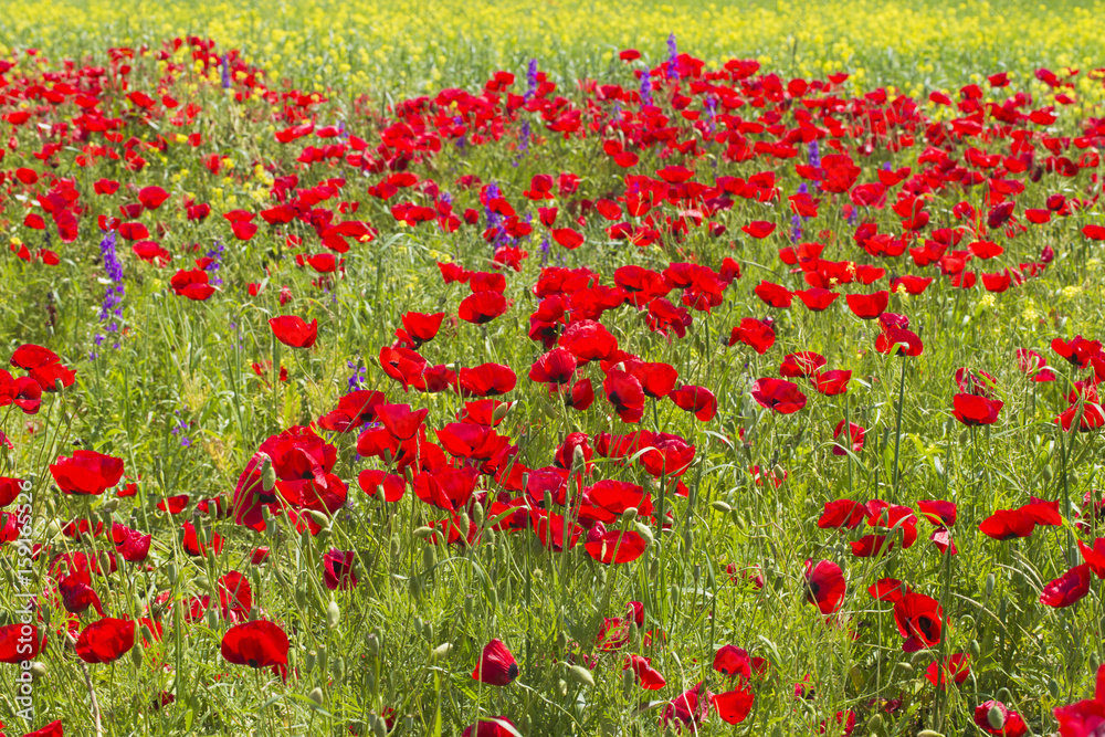 Naklejka premium Meadow covered with flowers.