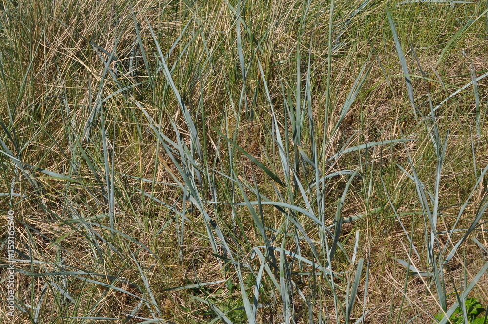 Dünenlandschaft mit langen Gräsern und anderer Vegetation an der deutschen Nordseeküste an einem sonnigen Tag im Frühling Dünenlandschaft mit langen Gräsern und anderer Vegetation an der deutschen Nordseeküste an einem sonnigen Tag im Frühling