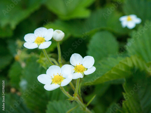 strawberry flowers on the stem