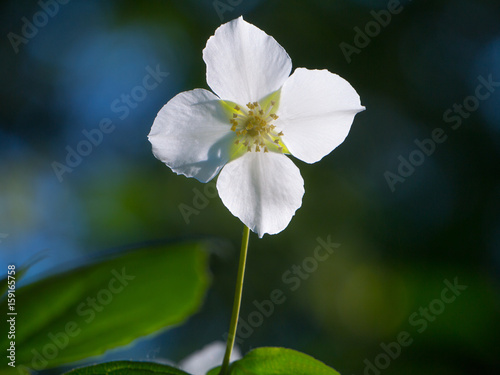 Close-up view of blooming jasmine flower at nature background