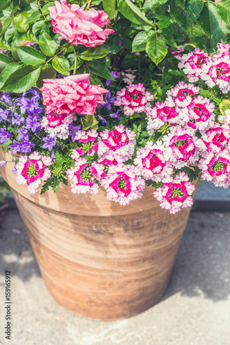 Terracotta container with Beautiful pink summer flowers: roses and verbena.  Container gardening ideas