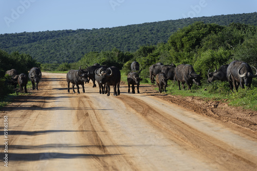 African Buffalo, Addo Elephant National Park