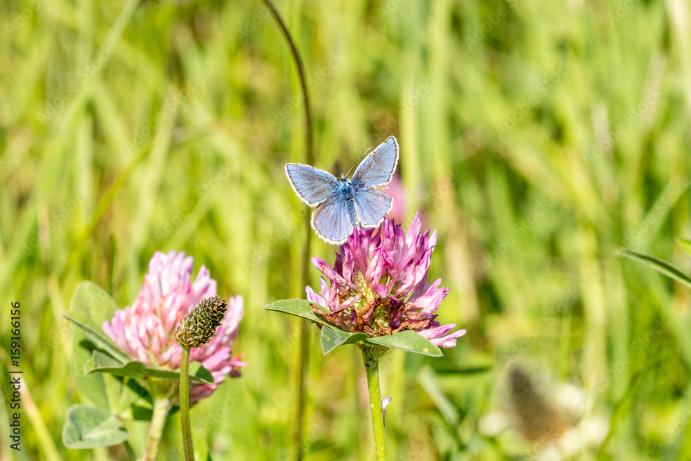 Butterfly sitting on red clover flower Butterfly sitting on red clover flower