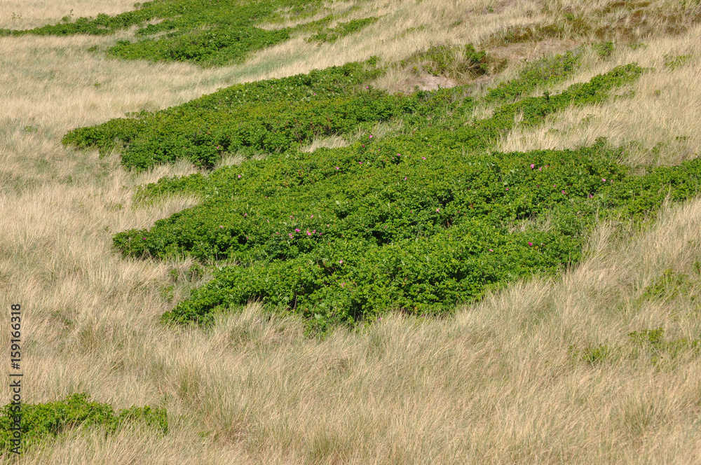 Dünenlandschaft mit langen Gräsern und anderer Vegetation an der deutschen Nordseeküste an einem sonnigen Tag im Frühling Dünenlandschaft mit langen Gräsern und anderer Vegetation an der deutschen Nordseeküste an einem sonnigen Tag im Frühling