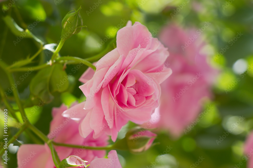 Pink rose in the garden,floral background Pink rose in the garden,floral background