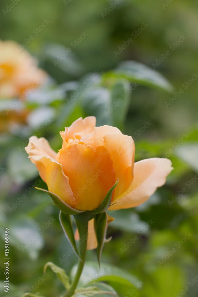 Beautifull peach rose in the garden Beautifull peach rose in the garden