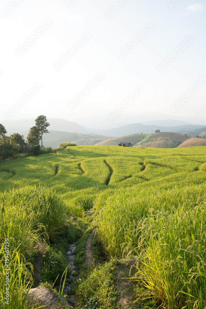 Homestay among rice terrace field in countryside at Banpabongpieng, Thailand.