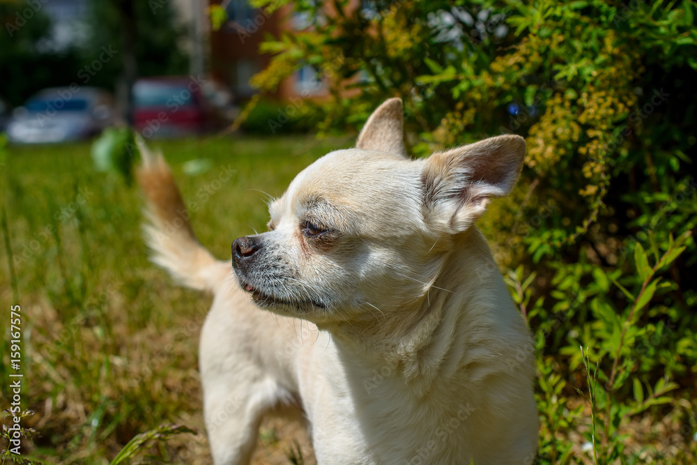 Chihuahua walks on green grass 