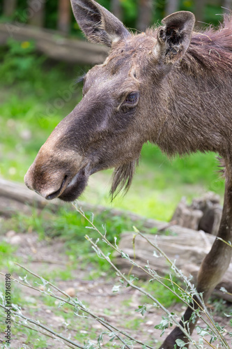 Alces alces female moose North America or elk Eurasia