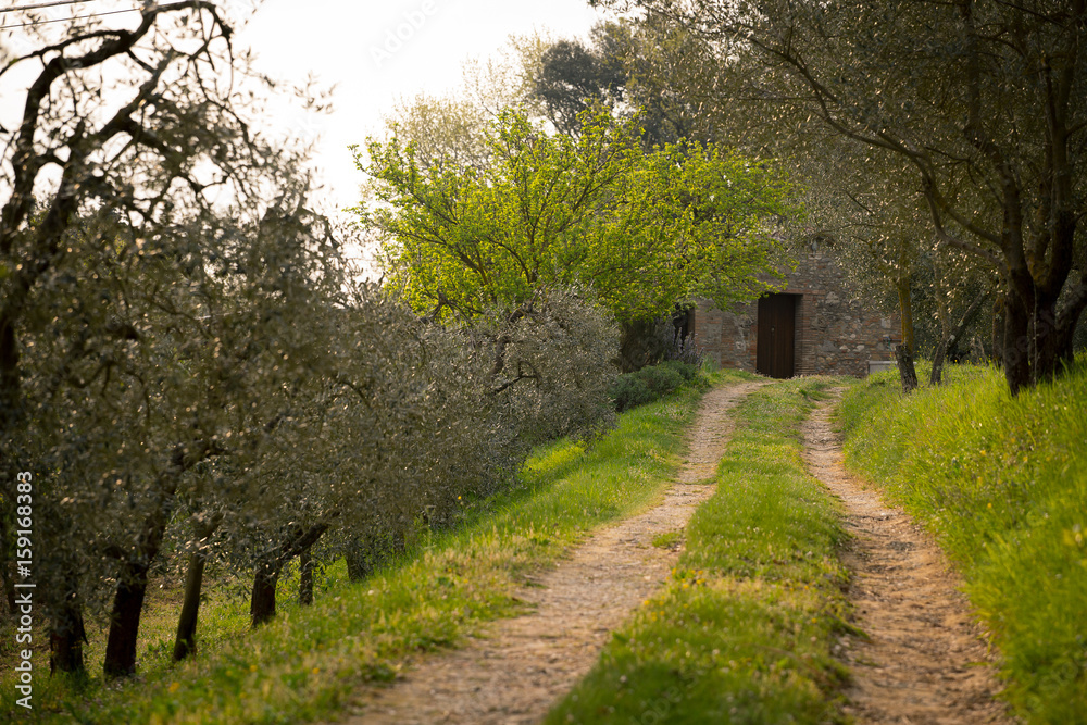 olive trees at Tuscany