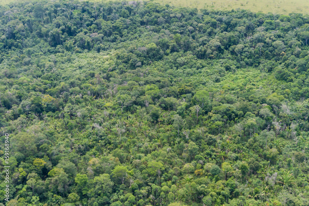 Aerial view of a forest near Canaima village in Venezuela