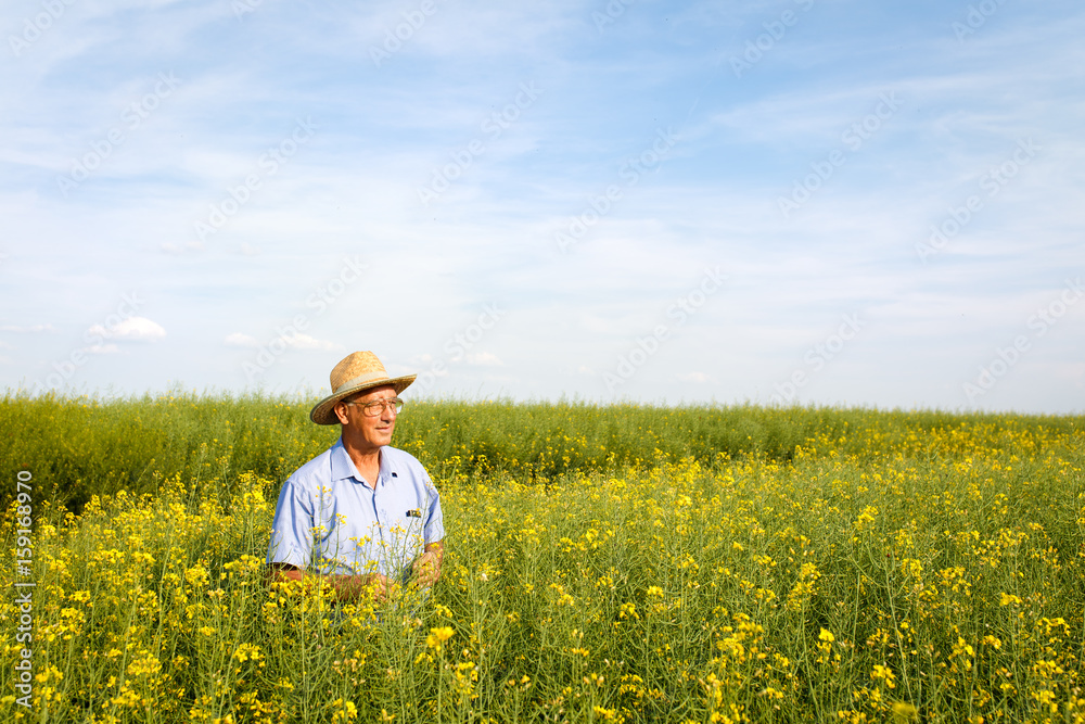 Senior farmer standing in a rapeseed field and examining crop.
