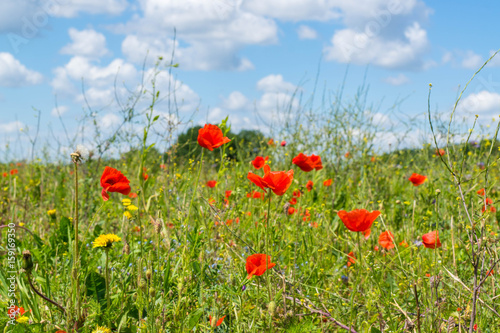 Sommerwiese - sommer meadow photo