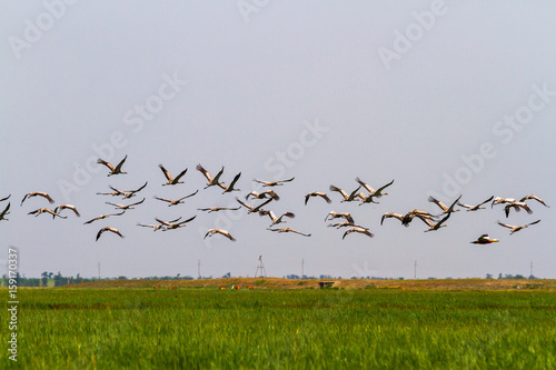 A huge flock of storks flies up