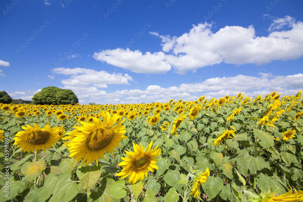 Fototapeta premium Sunflower with blue sky