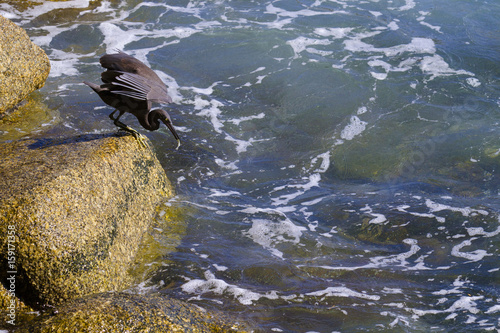 pacific reef egret, black pacific reef egret looking for fish at beach rock photo