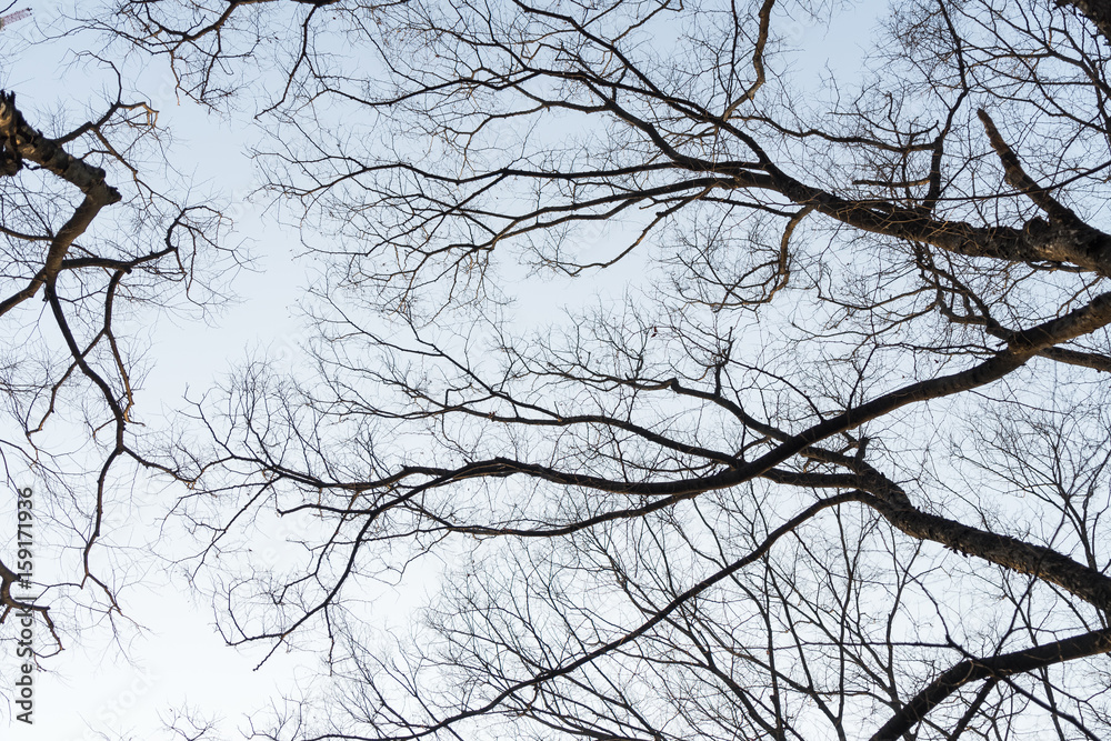 Black wood tree in the sky in bright days Black wood tree in the sky in bright days