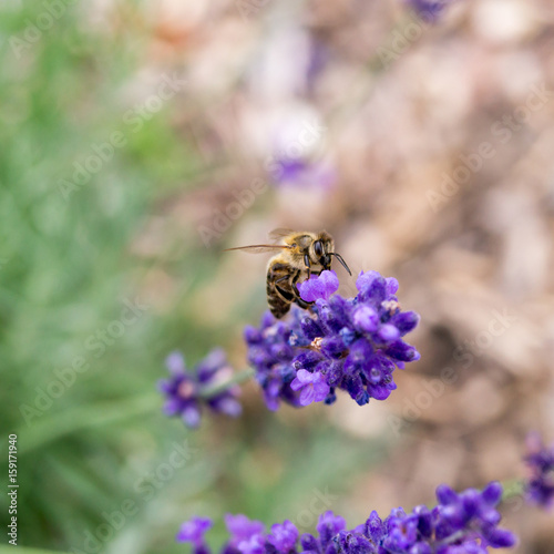 Biene sammelt Pollen an Lavendel © moquai86