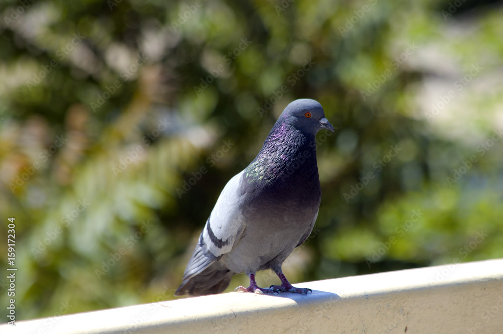 Fototapeta premium dove on street