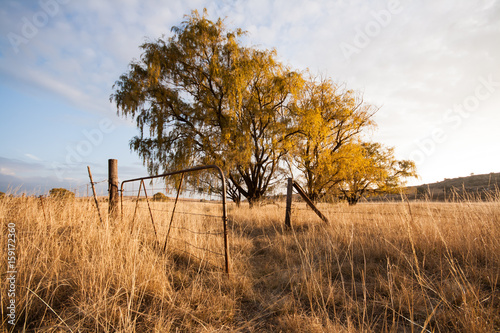 willow trees in the eastern free state south africa photo