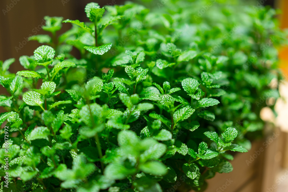 Green herb In a pot made of wood. Green herb In a pot made of wood.