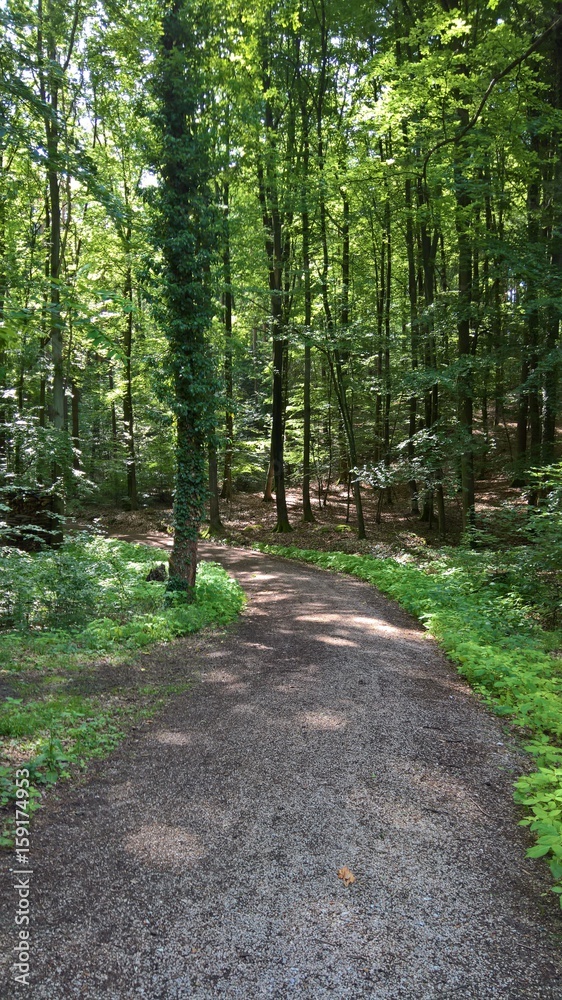 Fototapeta premium Bäume