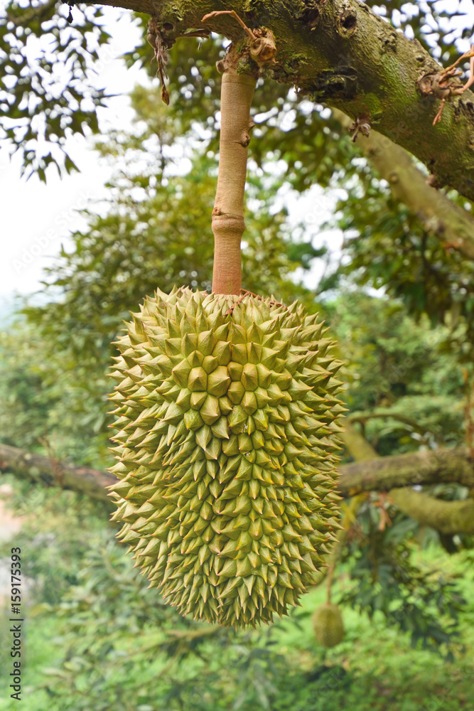 Fresh durian on the tree in the garden Fresh durian on the tree in the garden