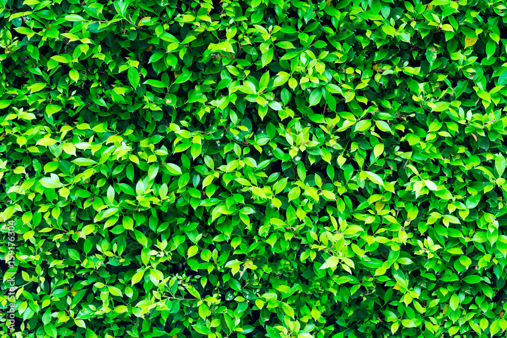 Leaves green leaf surface in bright sunlight. Leaves green leaf surface in bright sunlight.