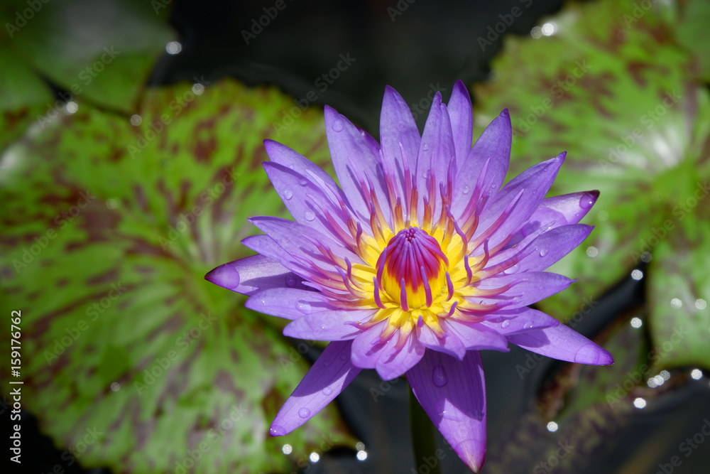 Water Lily in Southeast Asia. Water Lily in Southeast Asia.