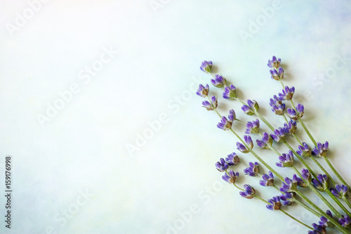 Image of beautiful lavender flowers border, purple floral background, decorative blooming bouquet of violet plant on blue backdrop, aromatherapy, alternative herbal treatment, spa relaxation concept photo