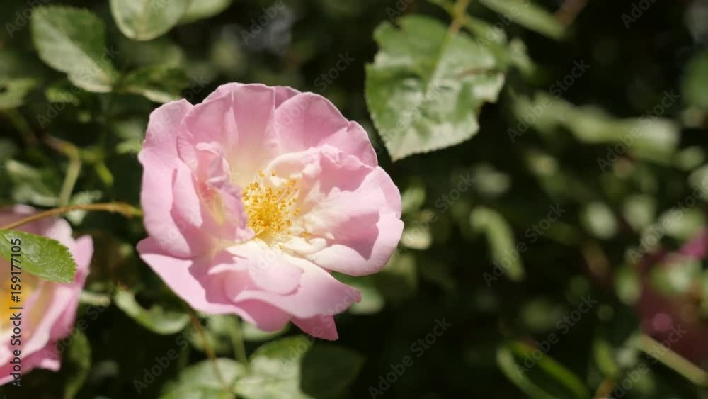 Close-up of pink climber Rose woody perennial flower 4K 2160p 30fps UltraHD footage - Shallow DOF Rosa plant details 3840X2160 UHD video Close-up of pink climber Rose woody perennial flower 4K 2160p 30fps UltraHD footage - Shallow DOF Rosa plant details 3840X2160 UHD video