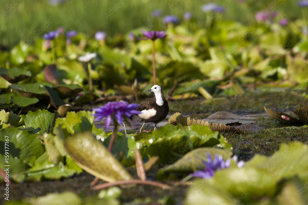 Pheasant-tailed Jacana(Hydrophasianus chirurgus), beautiful bird Standing on lotus leaf in nature Pheasant-tailed Jacana(Hydrophasianus chirurgus), beautiful bird Standing on lotus leaf in nature