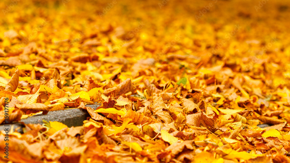 Concrete path drowning in leaves. Concrete path drowning in leaves.