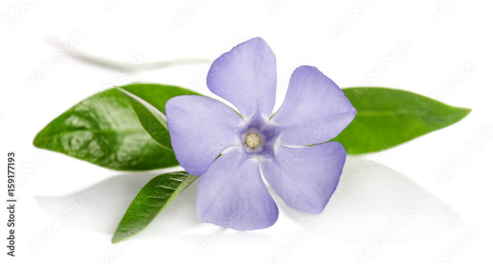 Beautiful blue flower periwinkle on white background Beautiful blue flower periwinkle on white background