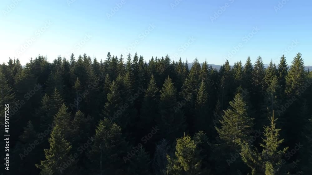 Aerial view of spruce forest in Montenegro