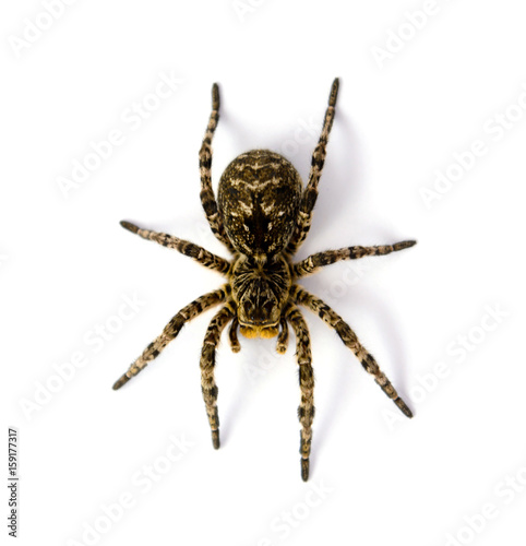 Photo of Lycosa singoriensis, black hair tarantula isolated on white background © Badunchik