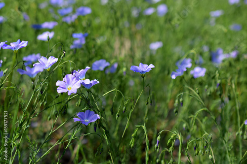 Linum perenne flowers, also know as perennial flax, blue flax, or lint. 