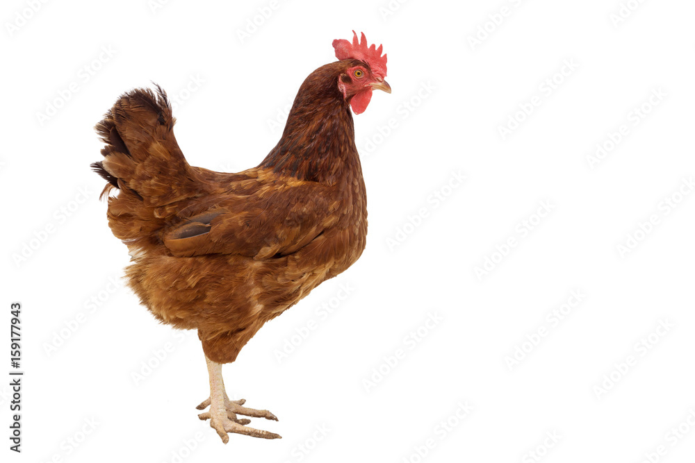 Fototapeta premium brown hen walking isolated on white, studio shot,chicken