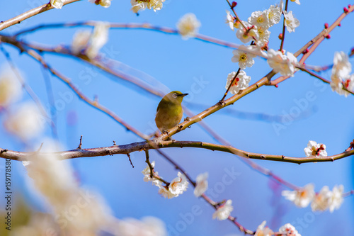 The Japanese White-eye and white plum blossoms. Located in Tokyo Prefecture Japan.