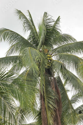 coconut tree