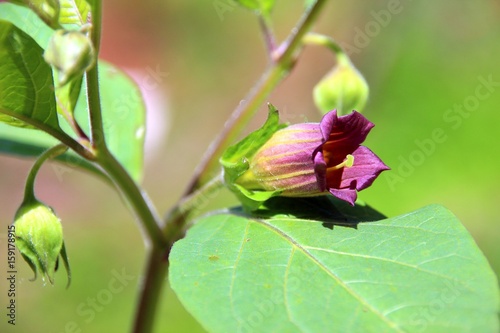 Schwarze Tollkirsche (Atropa belladonna) photo