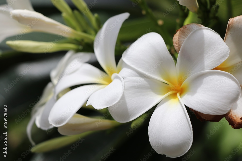 Obraz premium White plumeria with leaves freshness on tree