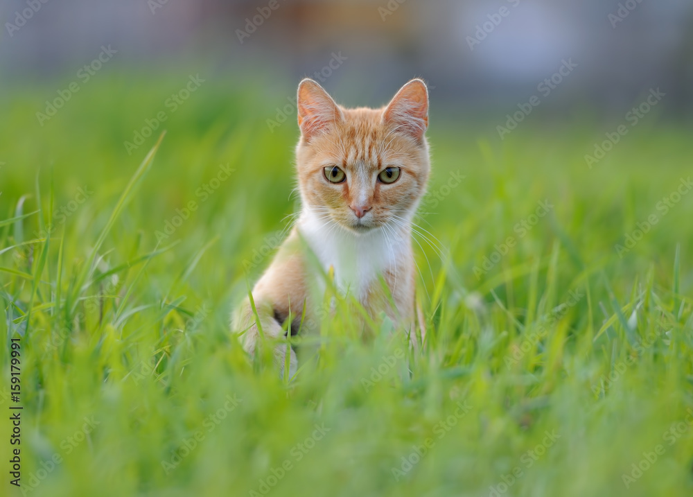 Red cat in the grass